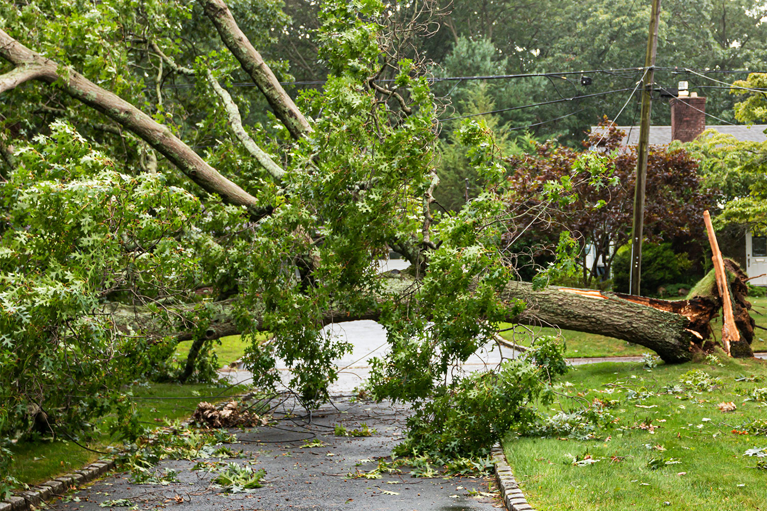 Storm Cleanup